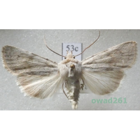 Euxoa decora (Denis & Schiffermüller, 1775) Czech53c